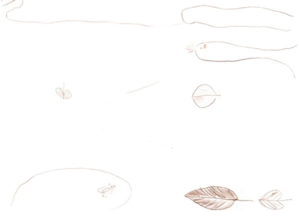 Like a Leaf or a Feather 1